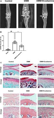 The Protective Effect of Evodiamine in Osteoarthritis: An In Vitro and In Vivo Study in Mice Model